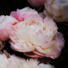 peony-blossom