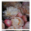 PeonySet_2-01